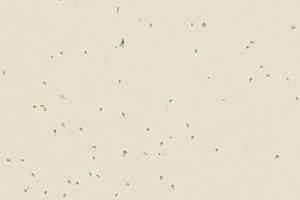 Линолеум Forbo Sphera Energetic 50208 almond фото  | FLOORDEALER